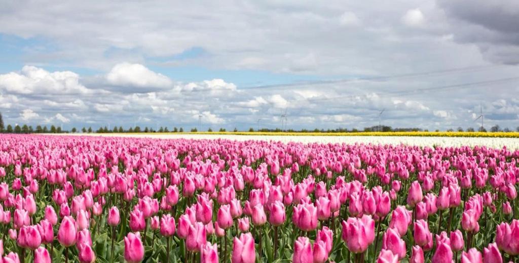 B&B De Reede Urk Bagian luar foto